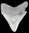 Fossil Megalodon Tooth - South Carolina #39251-1